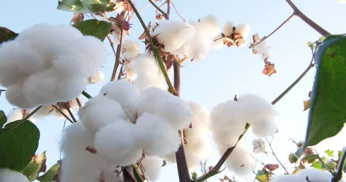 Cotton bush close-up against clear blue sky. Cotton harvest. Ready to harvest cotton bushes. Agriculture