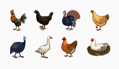 Domestic Chicken bird. Turkey guinea fowl goose duck quail. Hand drawn. Engraved Farm animal. Old monochrome sketch. Retro template.