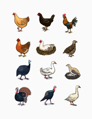 Domestic Chicken bird. Turkey guinea fowl goose duck quail. Hand drawn. Engraved Farm animal. Old monochrome sketch. Retro template.
