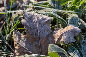 Frosty leaves on a winter morning, Stock photography concepts. Winter details taken in a meadow in northern Italy as the sun rose.