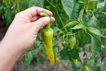 White hot pepper in the garden. Woman harvesting the pepper