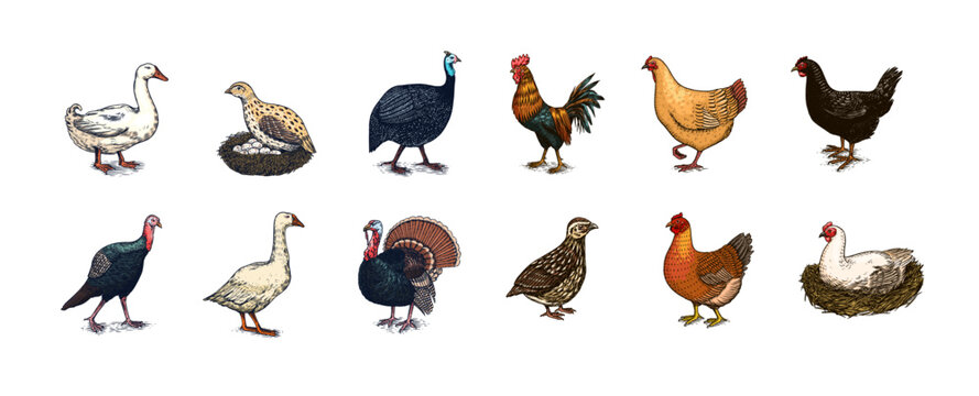 Domestic Chicken bird. Turkey guinea fowl goose duck quail. Hand drawn. Engraved Farm animal. Old monochrome sketch. Retro template.