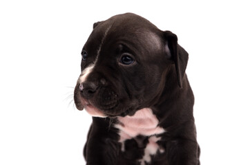 Naklejka premium Cute little American Pit Bull Terrier puppy isolated on white background