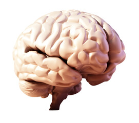 Human brain standing on soft color background. Transparent background. Copy space on the right. 3D illustration