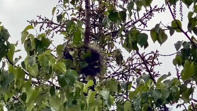 Porcupine in a tree in Alaska. Porcupines are large rodents with coats of sharp spines, or quills, that protect them against predation.