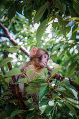 Obraz premium Baby Japanese macaque monkey sitting in a tree amongst the leaves and branches. Arashiyama Monkey Park in Kyoto’s Arashiyama district