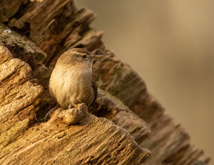 Tiny wren bird in the woodland