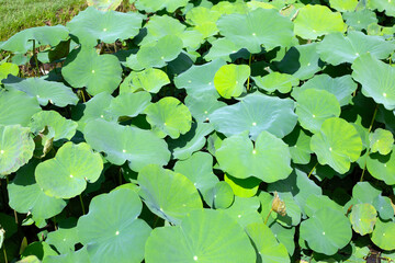 Beautiful green leaves of lotus flower in pond
