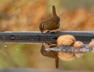 Tiny wren bird with natural water reflection