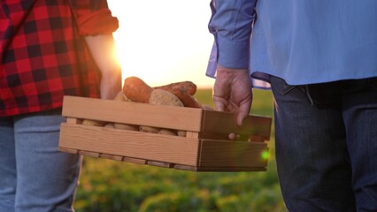 farmers carry vegetable harvest into field sunset. potato harvest season. small business...