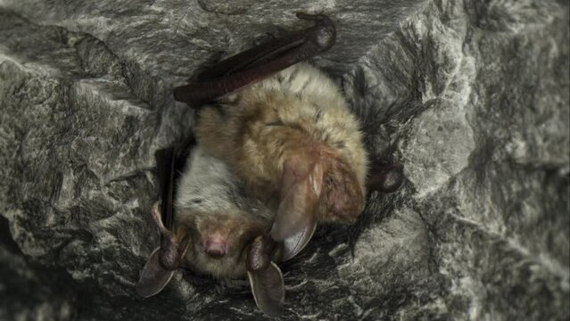 Close up strange animal Greater mouse-eared bat Myotis hanging upside down in the hole of the top of the mine looking around just after hibernating. Creative wildlife take
