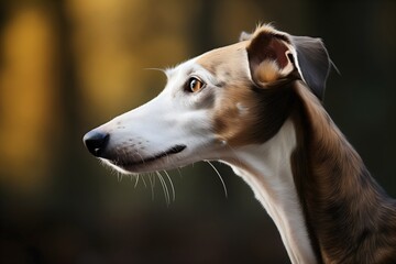 Obraz premium Close up brown and white galgo dog head photography, spanish greyhound breed standing in nature. Whippet purebred. Sight hound hunting animal