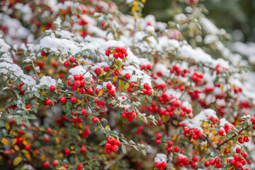 background of red berries in snow