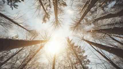  a group of tall trees standing in the middle of a forest with the sun shining in the middle of the trees.