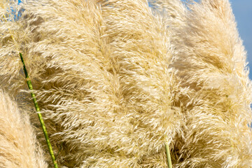 texture, Cortaderia Selloana or pampas grass