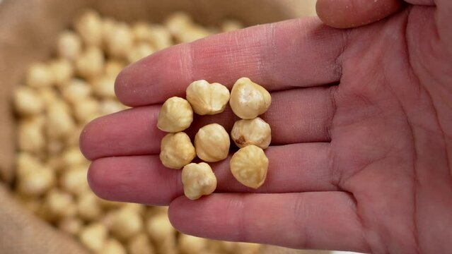 Peeled hazelnut kernels in hand. Shelled filbert nuts close up