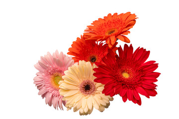 Bouquet of colorful gerbera flowers isolated on white.