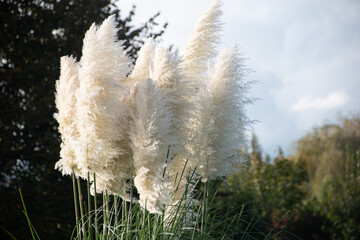 Cortaderia Selloana or pampas grass against the blue sky, 