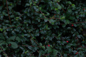 Fototapeta na wymiar Cotoneaster dammeri ,Cotoneaster dammeri, known, Leaves and berries in winter, Background with red berries and green leaves