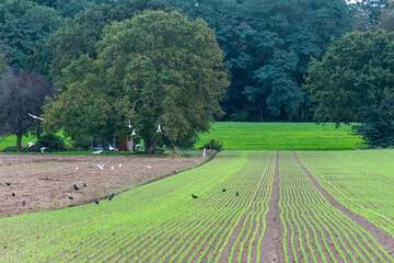 Rural landscape,Scenic view of agriculture field,Green lines in field against wooded background