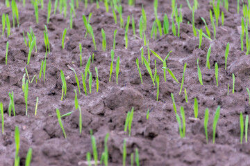 Close-up of sprouting wheat in the field, growth of grain sown it,Ripening winter cereals, winter grains field