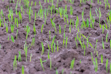 Close-up of sprouting wheat in the field, growth of grain sown it,Ripening winter cereals, winter grains field