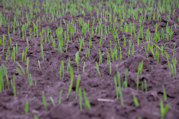 Close-up of sprouting wheat in the field, growth of grain sown it,Ripening winter cereals, winter grains field