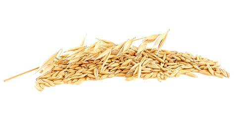 Oats spikelet and pile of oats grains isolated on a white background. Healthy food.