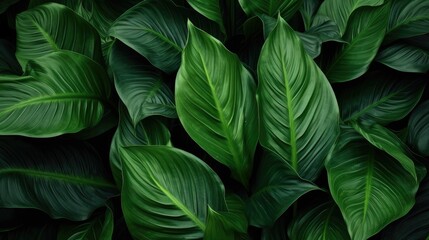  abstract green leaf texture, nature background, tropical leaf