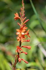 Close up of orange bugle lily (Watsonia) flowers in bloom