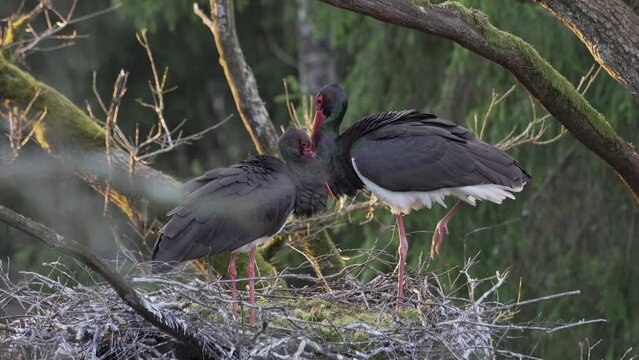 Two adult black storks Ciconia Nigra in the nest during springt.