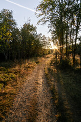 walk in Niedersfelder Hochheide in Winterberg at sunrise