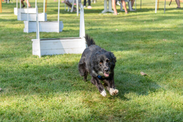 border collie en fly ball
