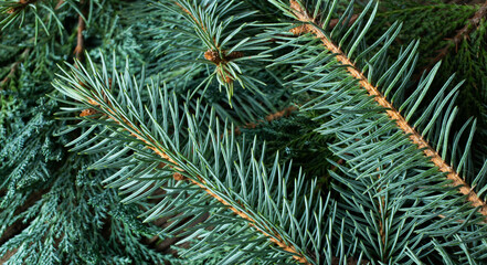 Naklejka na ściany i meble green fir branches for Christmas background