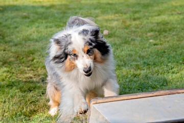berger australien en agility 