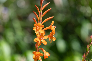 Close up of orange bugle lily (Watsonia) flowers in bloom