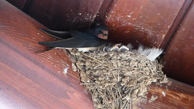 Baby birds and adult swallow in the nest