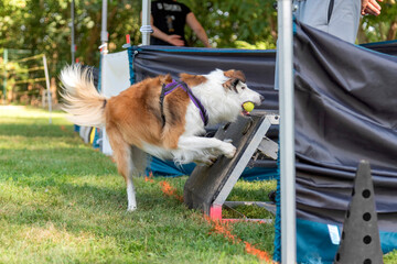 border collie en fly ball