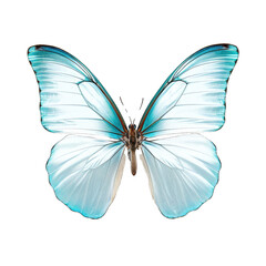 Glass Butterfly Specimen Display. Isolated on a Transparent Background. Cutout PNG.