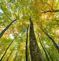 las bukowy jesienia