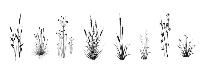 Cattail, reeds, cane, bamboo, butomus, sedge, rushwort, marsh bluegrass and other swamp grass, isolated on a white background. Marsh (pond, river) coastal plants vector silhouette drawings set. - obrazy, fototapety, plakaty