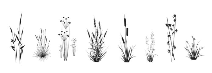 Foto op Aluminium Cattail, reeds, cane, bamboo, butomus, sedge, rushwort, marsh bluegrass and other swamp grass, isolated on a white background. Marsh (pond, river) coastal plants vector silhouette drawings set. © steadb
