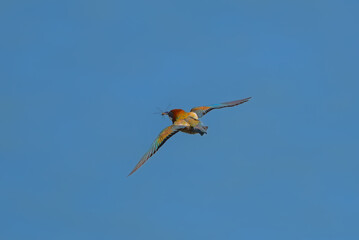 Bee eater flying with dragonfly. Bee eater is hunting. Beautiful colorful bird