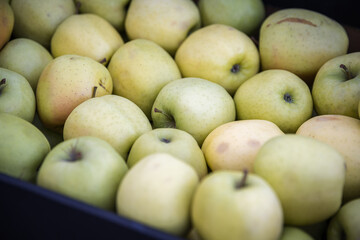 Detail of green apples in a black paper box ready for sale in a market or shop.