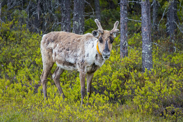 Cute reindeer grazing in a finnish forest