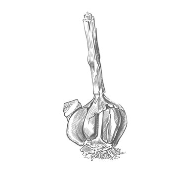 Garlic graphic drawing. Monochrome drawing of garlic. Botanical illustration, pencil sketch. Vector for printing on packaging, dishes, display cases and other printing. Grayscale, detailed image. 