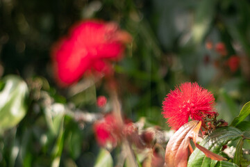 Fototapeta na wymiar Flor roja naturaleza