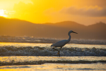 Naklejka premium Snowy Egret (Egretta thula) on the beach at sunset