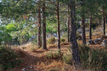 Obraz premium Green forest on the mountain in Turkey. There are stones in it.