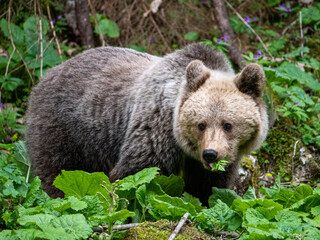 Niedźwiedź, Tatry, mountains, bear, niedźwiedź brunatny, dzika przyroda, góry, zdobywanie pożywienia, spotkania z dzikimi zwierzętami, wild, przyroda, nature